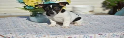 Jack Russell Terrier dogs for sale: Chocolate - Ad 6
