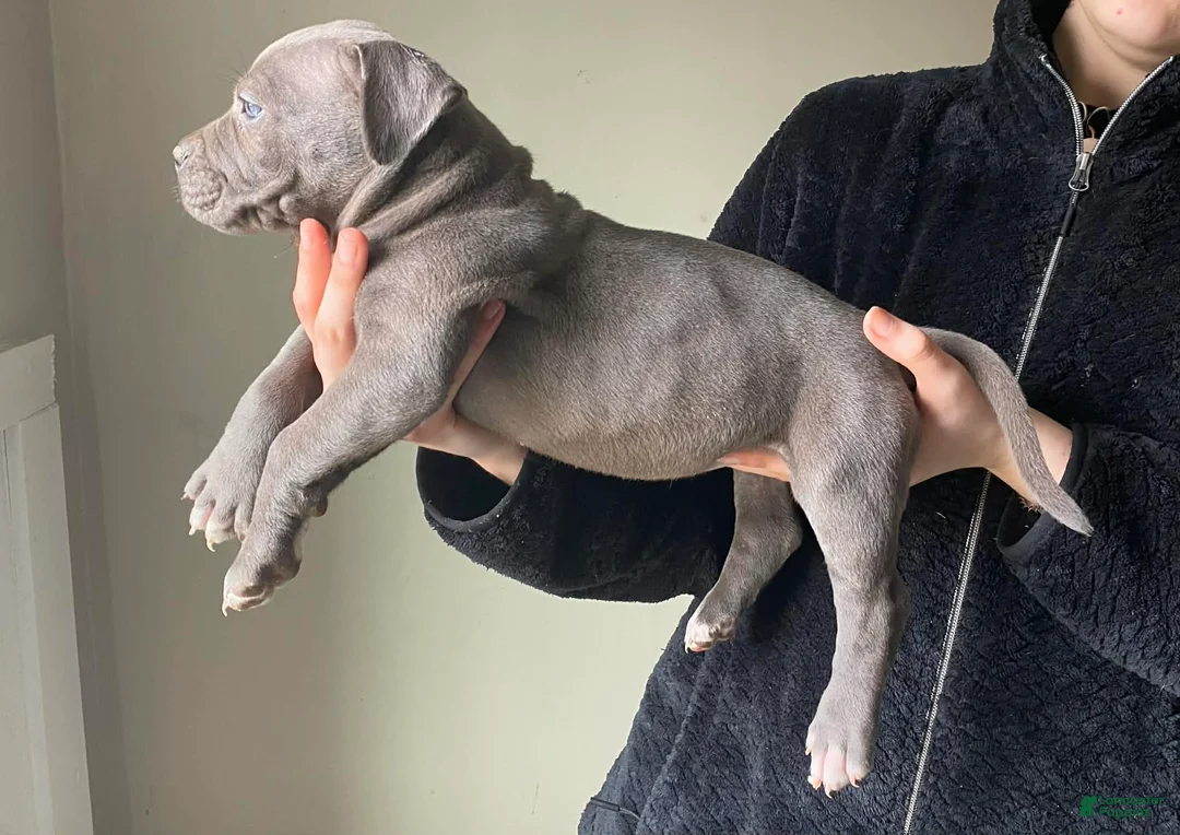 American Bully dogs for sale: American Bully Puppy 3 - Ad 2