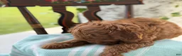 Miniature Poodle dogs for sale: Tangerine - Ad 8