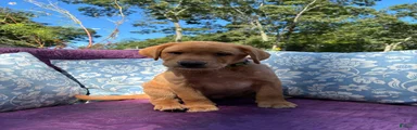 Simba