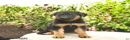 German Shepherd dogs for sale: Liam  - Ad 2