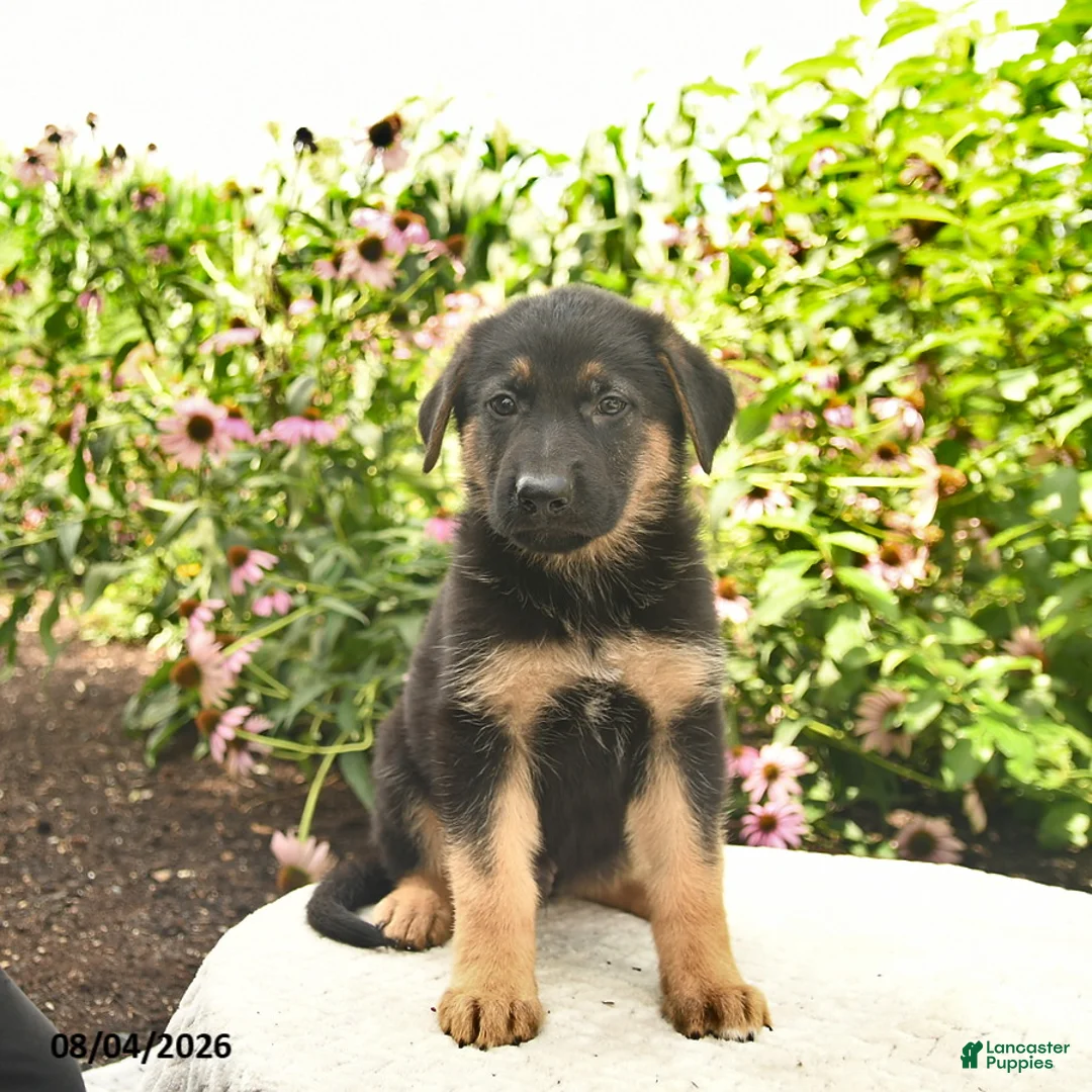 German Shepherd dogs for sale: Liam  - Ad 2