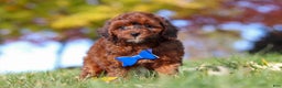Miniature Poodle dogs for sale: Green Bean - Ad 6