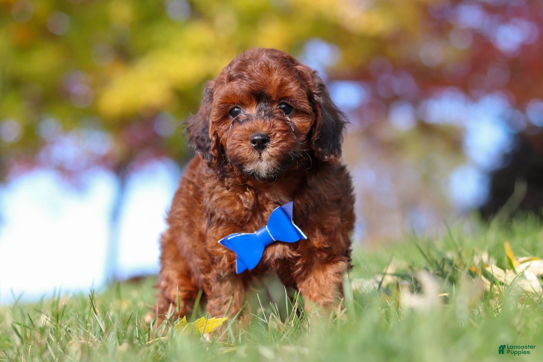 Miniature Poodle dogs for sale: Green Bean - Ad 6