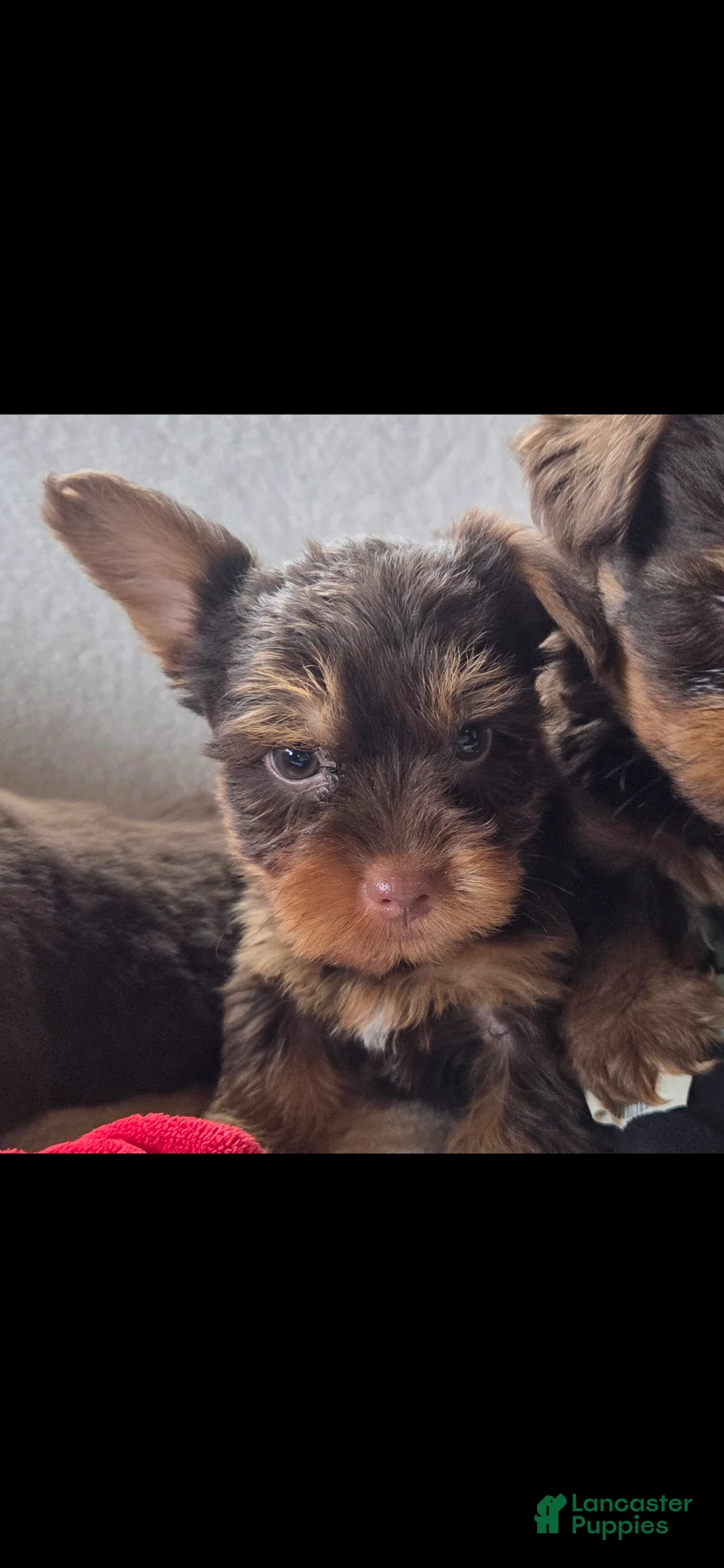 Yorkshire Terrier dogs for sale: Gizmo - Ad 1