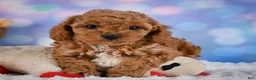 Cavapoo dogs for sale: Angel - Ad 5