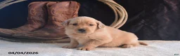 Golden Retriever dogs for sale: Kelsy - Ad 1