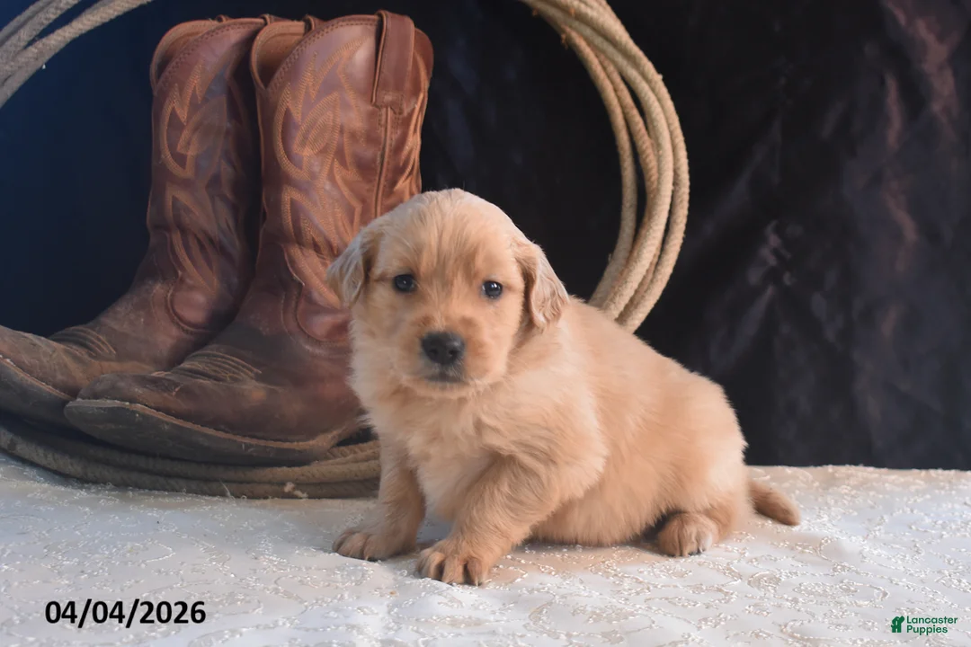 Golden Retriever dogs for sale: Kelsy - Ad 1