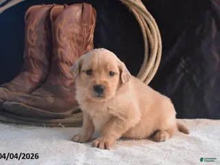Golden Retriever dogs for sale: Kelsy - Ad 1