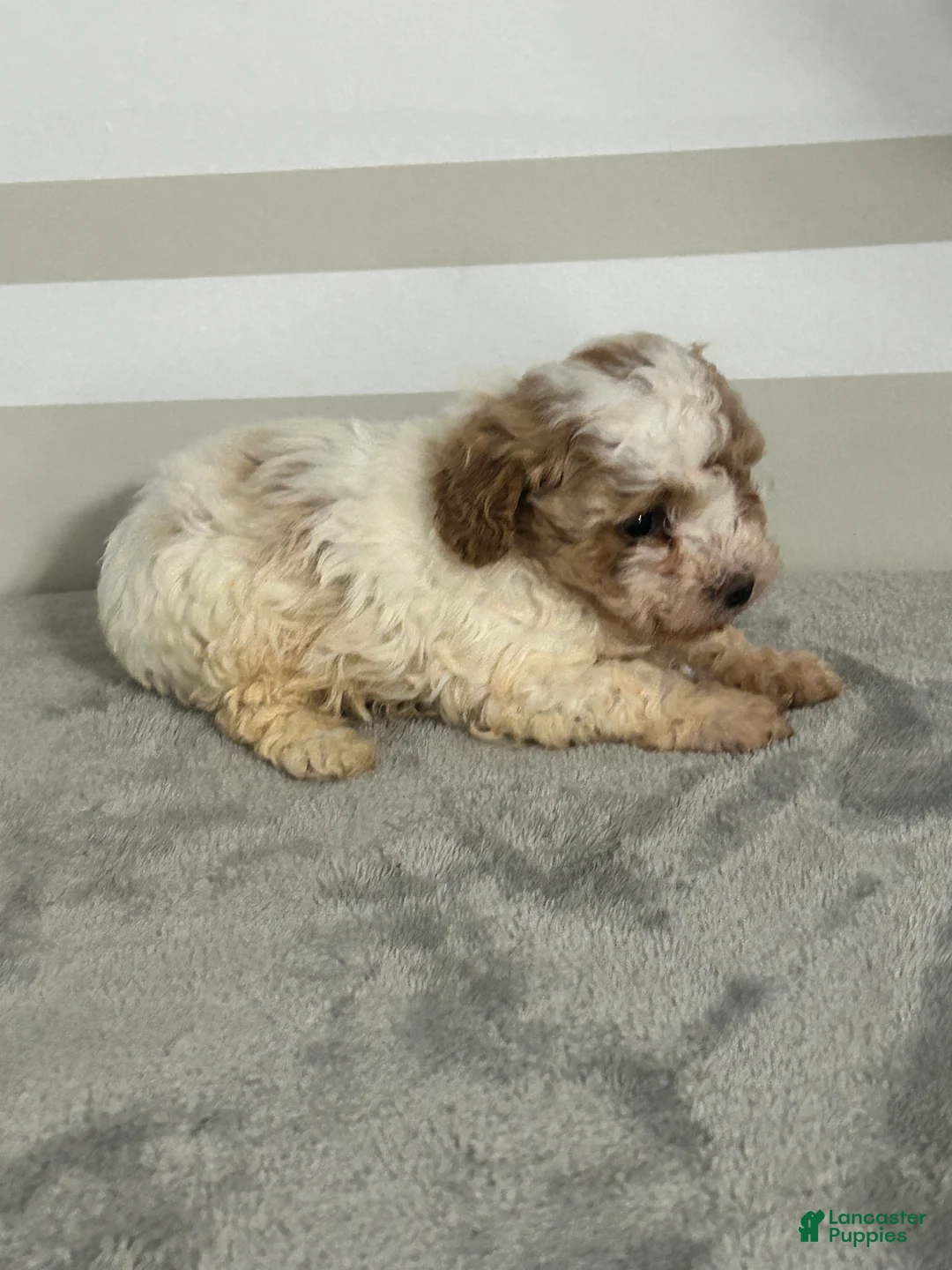 Maltipoo dogs for sale: Brianna - Ad 3