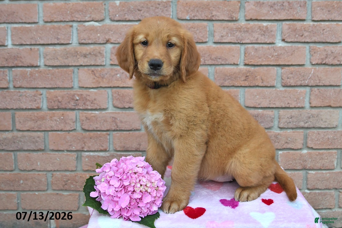 Golden Retriever dogs Izzy - Ad 1