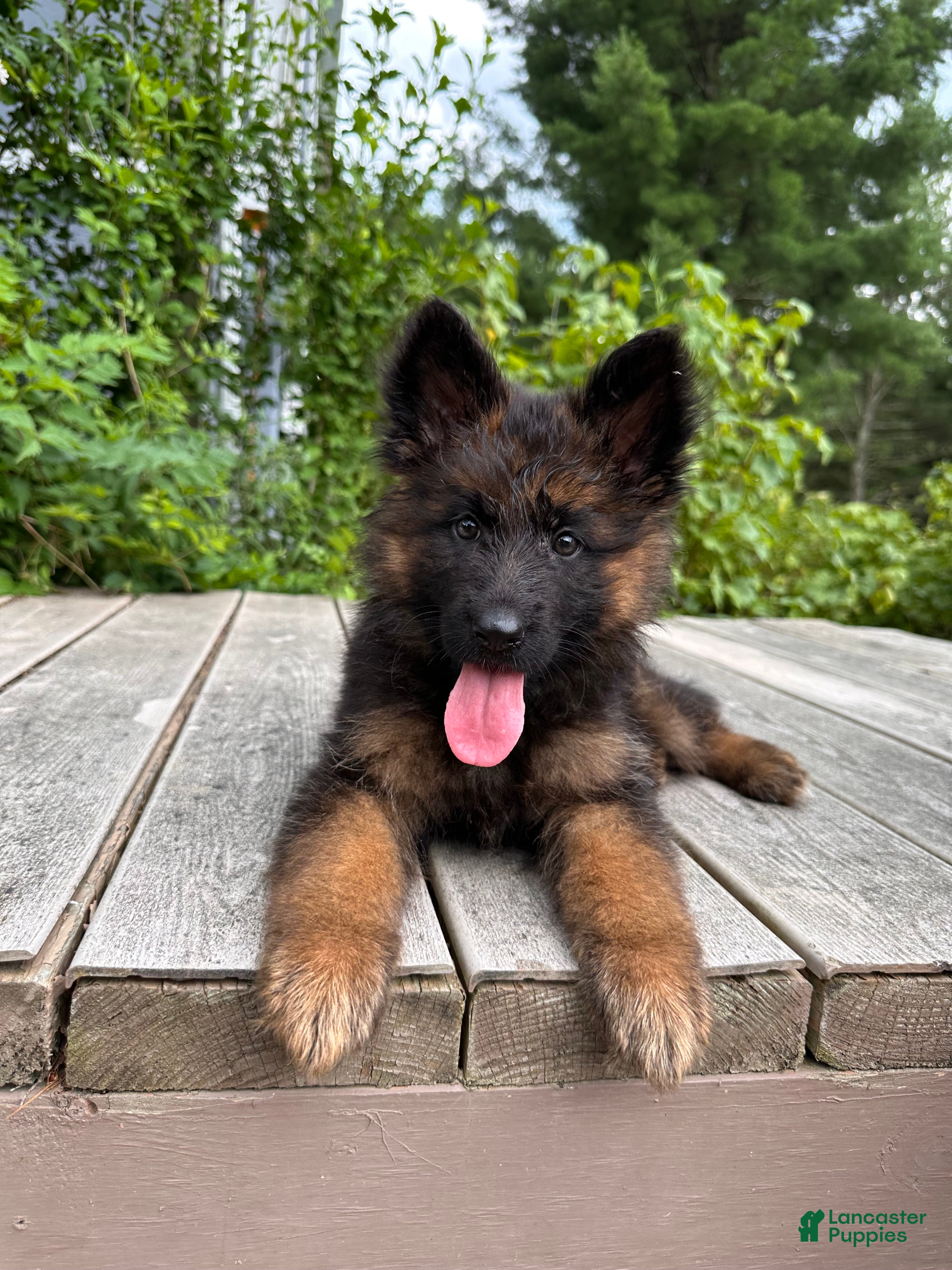 German Shepherd dogs Hazel - Ad 1