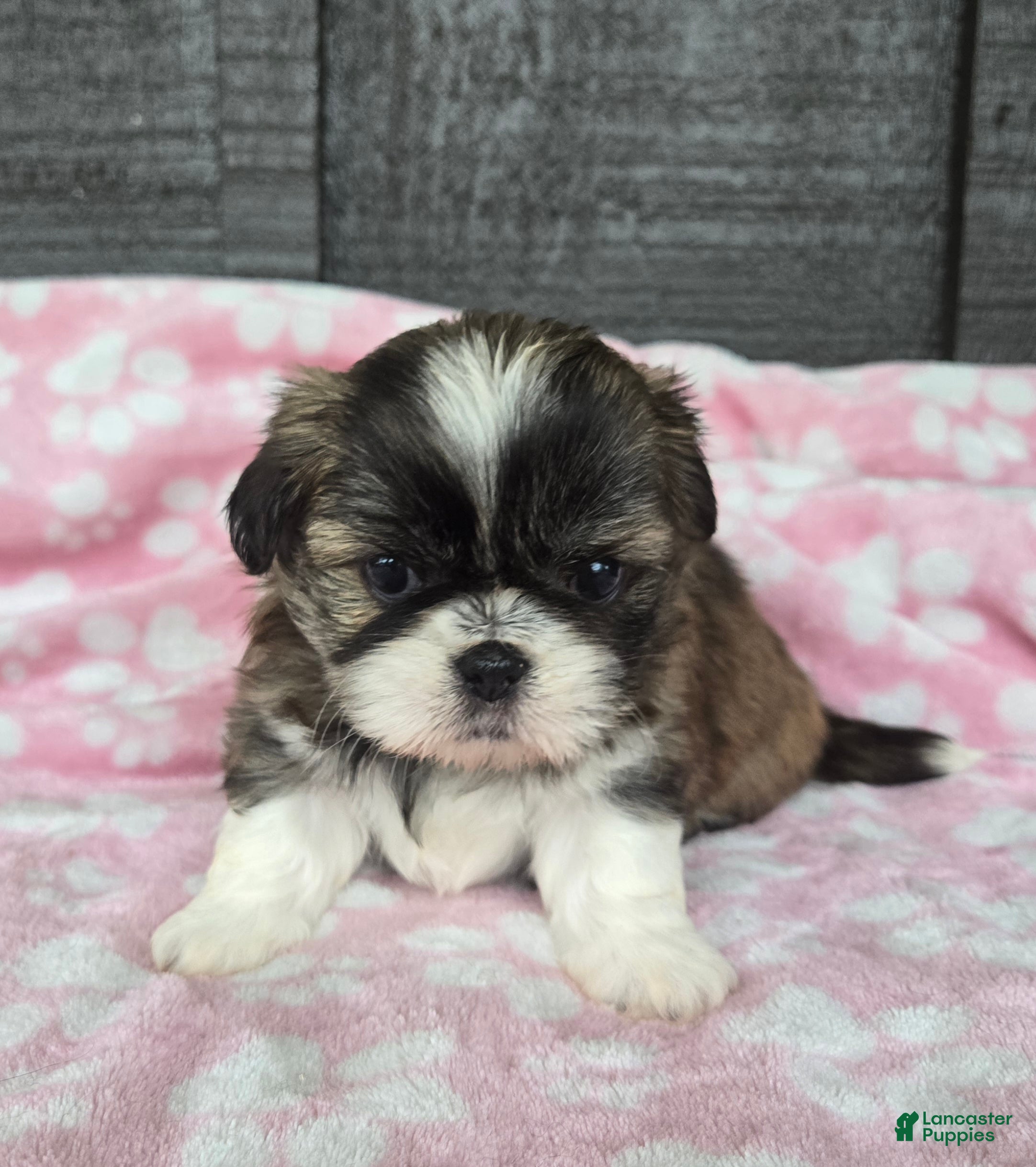 Mixed Breed dogs Shinese Daisy Duke - Ad 41