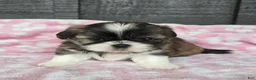 Mixed Breed dogs for sale: Shinese Daisy Duke - Ad 1