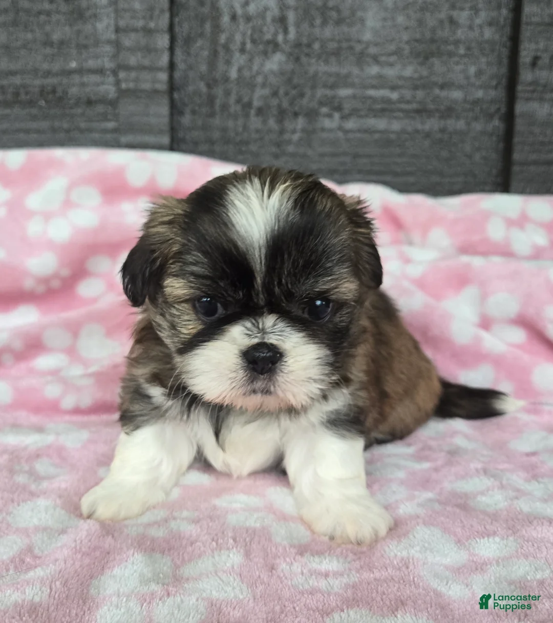 Mixed Breed dogs for sale: Shinese Daisy Duke - Ad 1