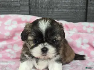 Mixed Breed dogs Shinese Daisy Duke - Ad 6