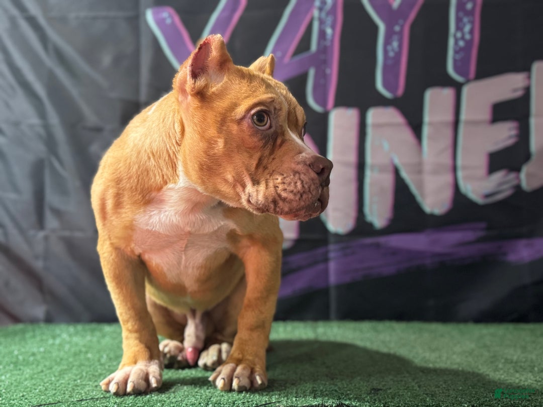 American Bully dogs for sale: Chocolate Fawn Merle - Ad 8