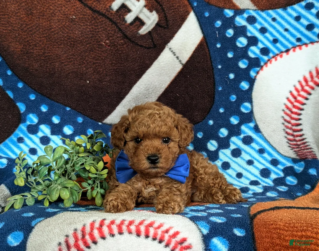 Cavapoo dogs for sale: Norris Hypoallergenic - Ad 7