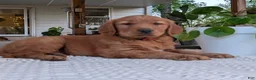 Golden Retriever dogs for sale: Tucker - Ad 5