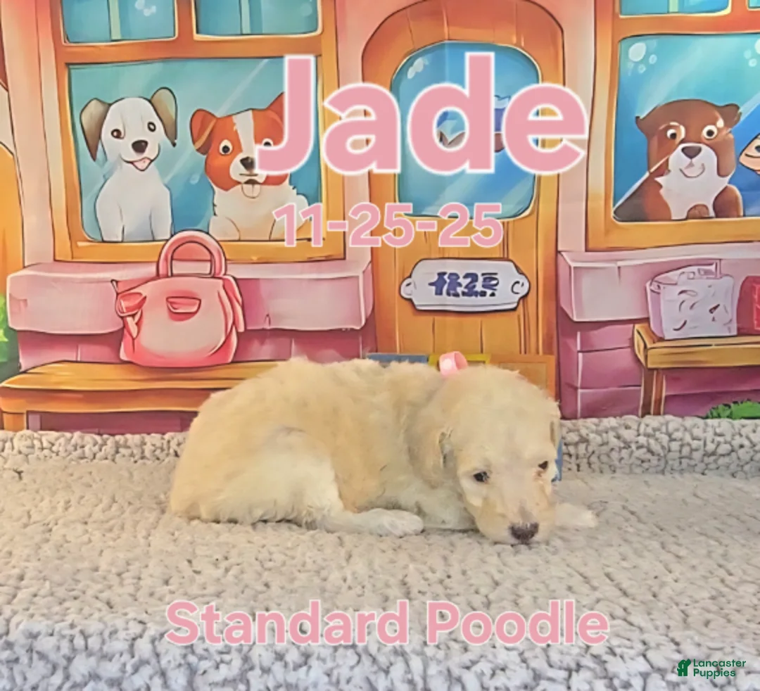 Standard Poodle dogs for sale: Jade - Ad 3