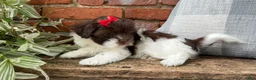 Havapoo dogs for sale: Bella - Ad 6