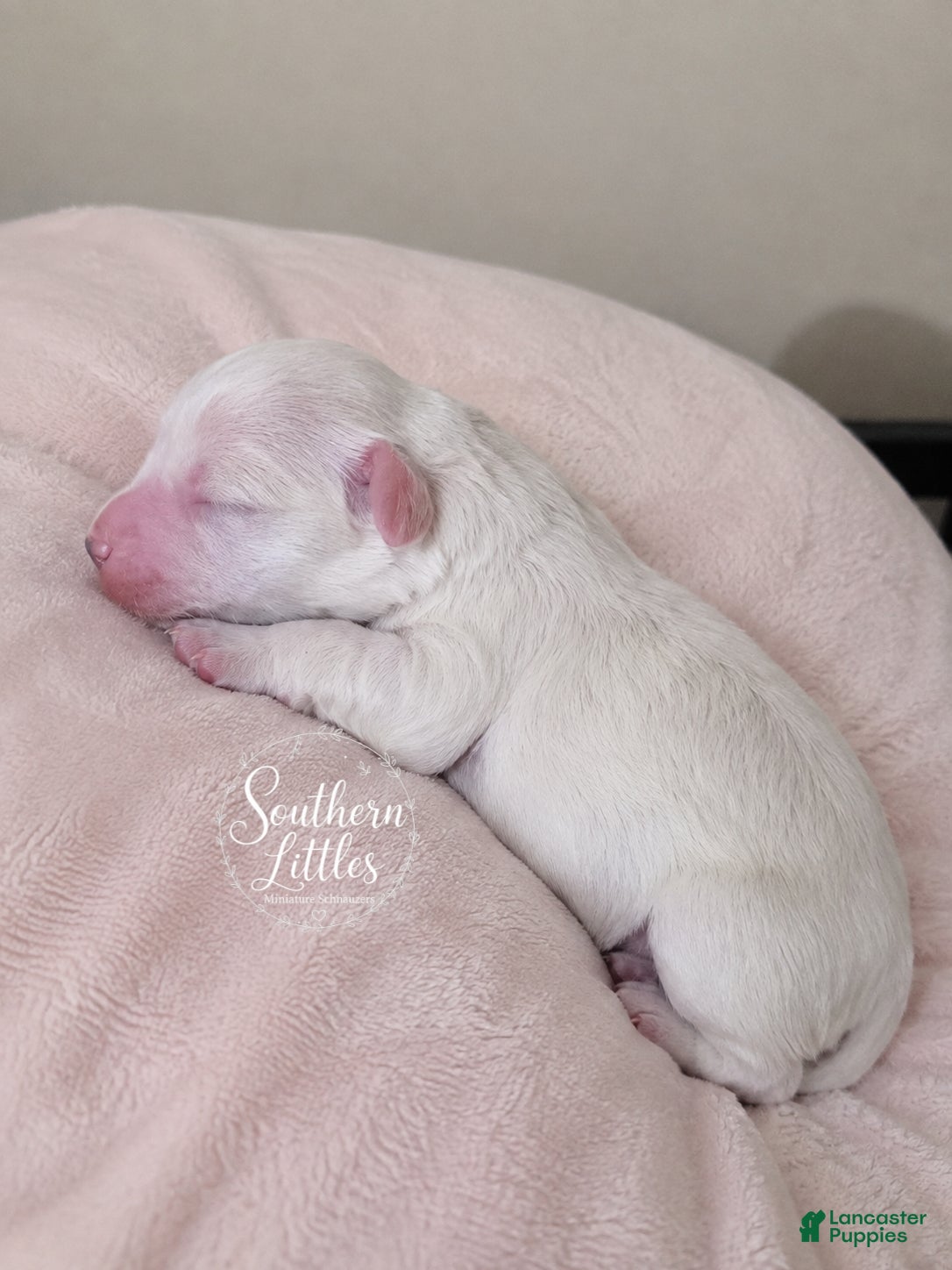 Miniature Schnauzer dogs Faline - Ad 1