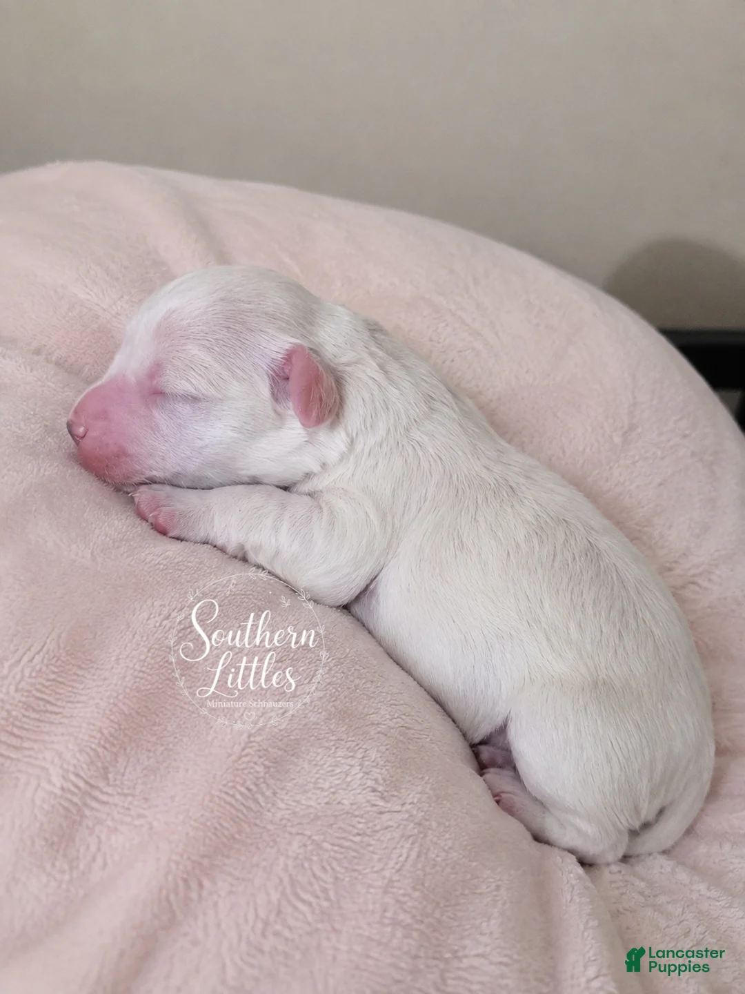 Miniature Schnauzer dogs for sale: Faline - Ad 1