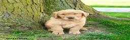 Golden Retriever dogs for sale: Preston - Ad 5
