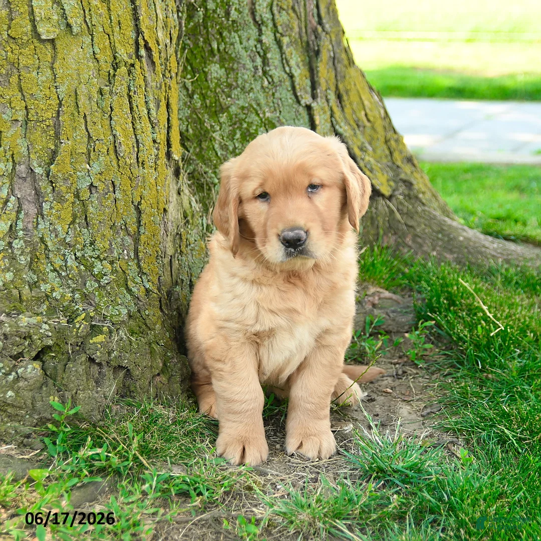 Golden Retriever dogs for sale: Preston - Ad 5