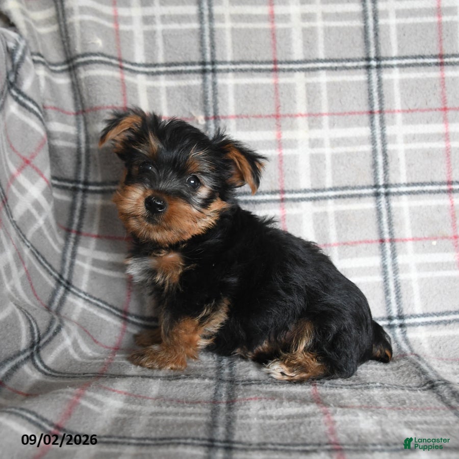 Yorkshire Terrier dogs Egg Roll - Ad 1
