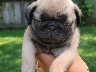 Pug dogs Butter - Ad 34