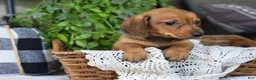 Miniature Dachshund dogs for sale: Butterscotch 💞 - Ad 13