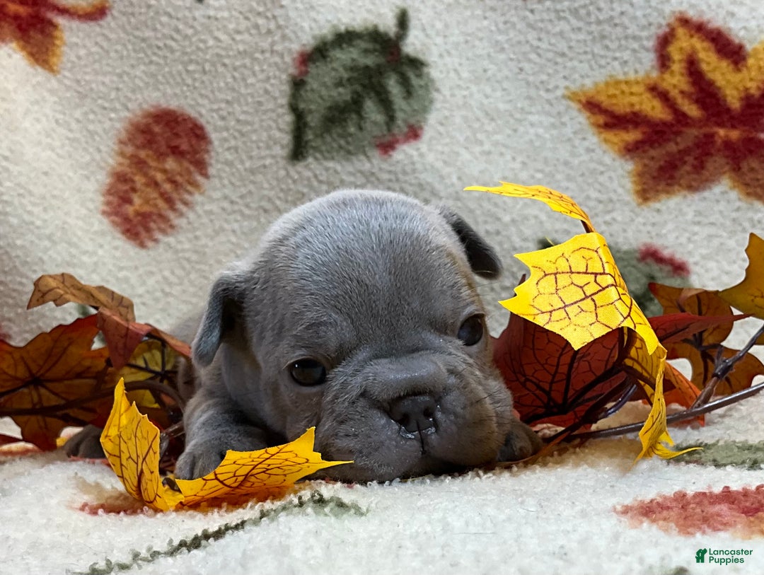 French Bulldog dogs for sale: River  - Ad 24