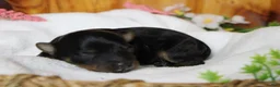 Yorkiepoo dogs for sale: Pedro  - Ad 6