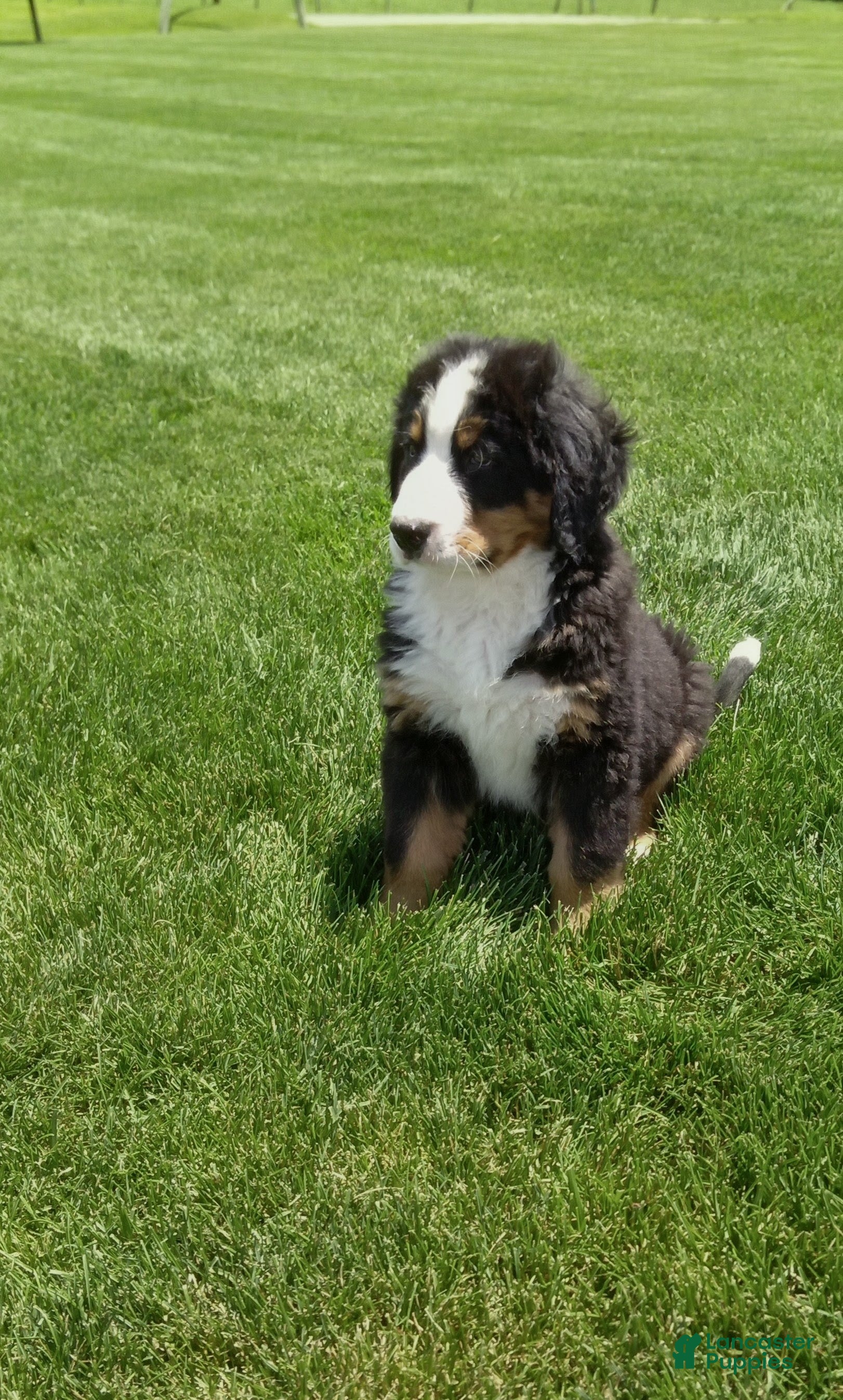 Bernese Mountain Dog dogs Turbo  - Ad 1