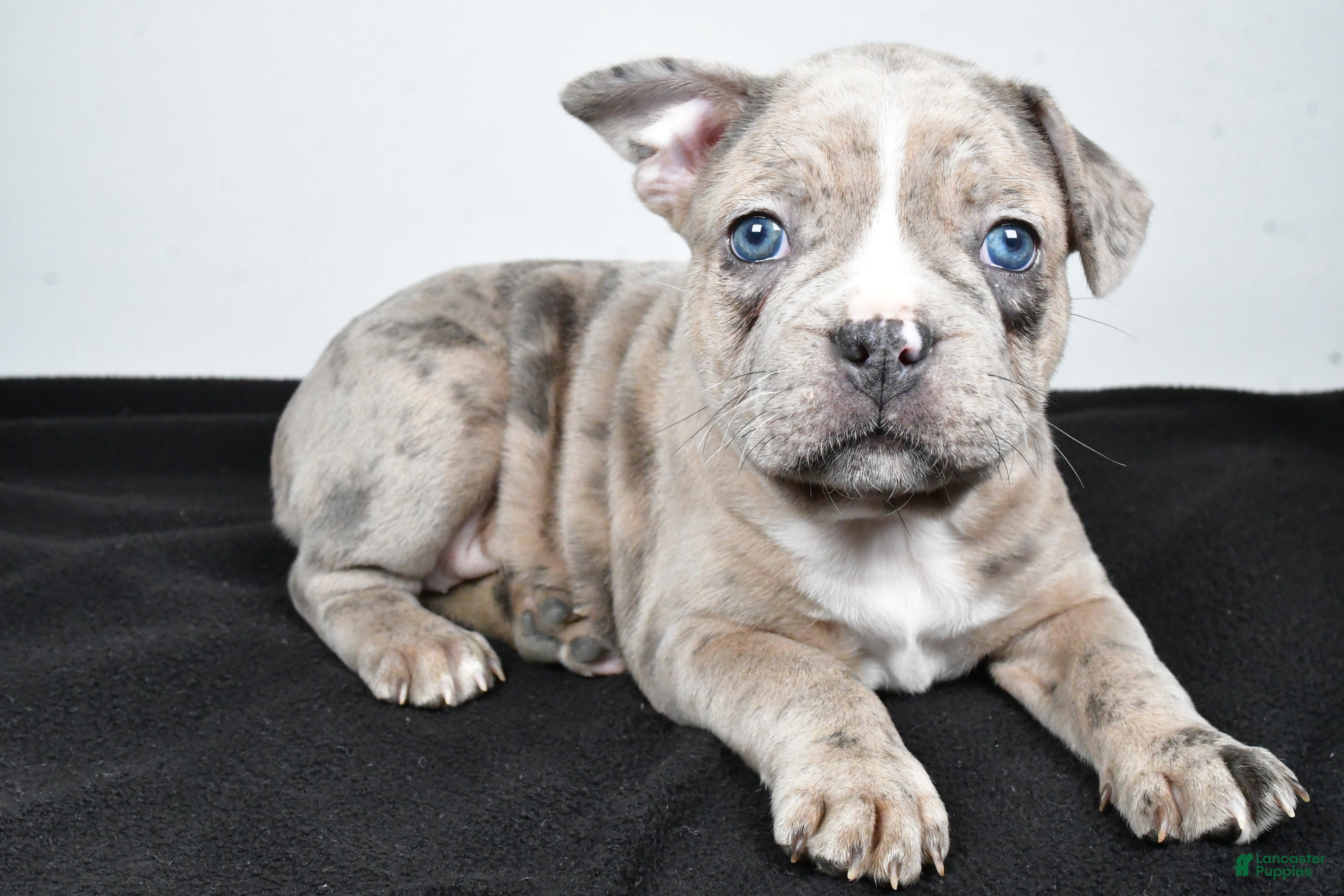 Frenchton dogs Twila  - Ad 2