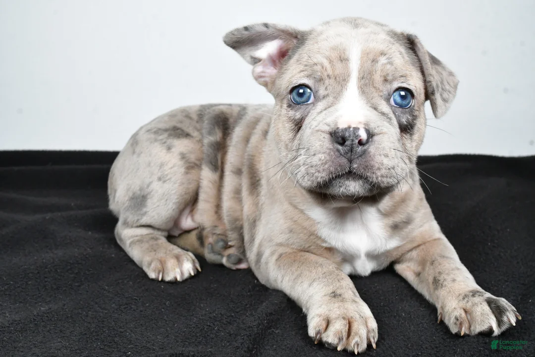 Frenchton dogs for sale: Twila  - Ad 2