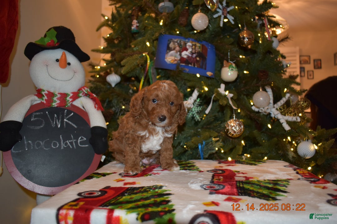 Cavapoo dogs for sale: Chocolate  - Ad 2