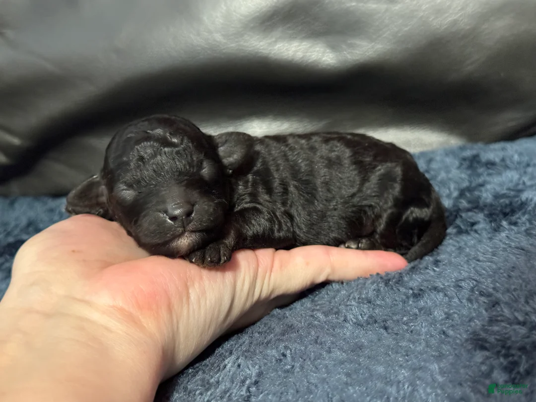 Mini Aussiedoodle dogs for sale: Bean - Ad 5