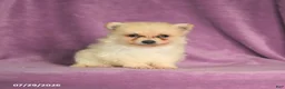 Pomeranian dogs for sale: Cookie - Ad 2