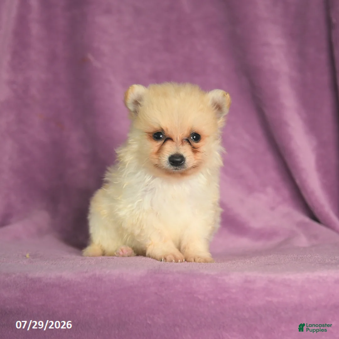 Pomeranian dogs for sale: Cookie - Ad 2