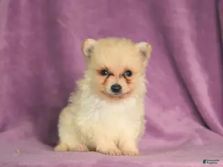 Pomeranian dogs Cookie - Ad 2