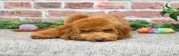 Mini Goldendoodle dogs for sale: Victoria  - Ad 2