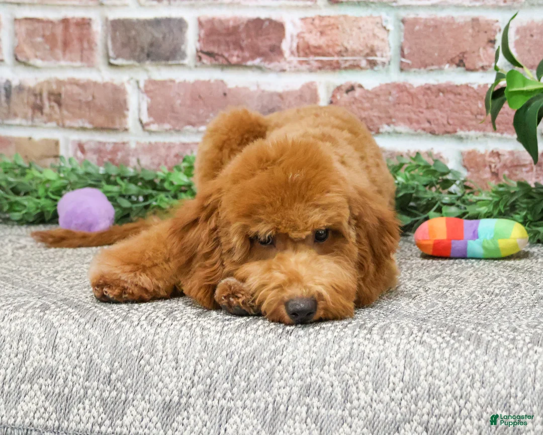 Mini Goldendoodle dogs for sale: Victoria  - Ad 2