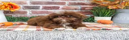 Shih Tzu dogs for sale: Diego - Ad 4