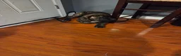 Cane Corso dogs for sale: Cane Corso 1 - Ad 2