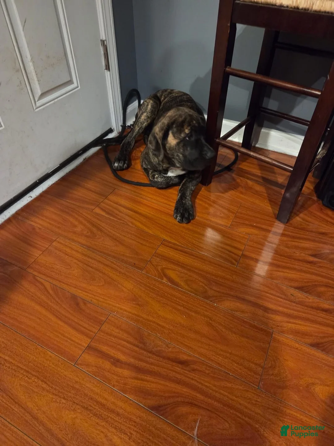 Cane Corso dogs for sale: Cane Corso 1 - Ad 2