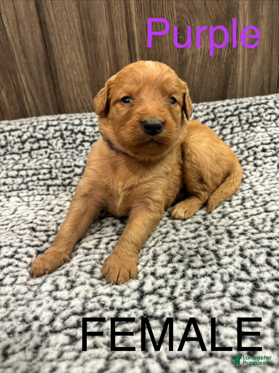 Bernedoodle dogs for sale: Bernedoodle Puppy 5 - Ad 1