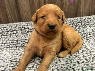 Bernedoodle dogs for sale: Bernedoodle Puppy 5 - Ad 1