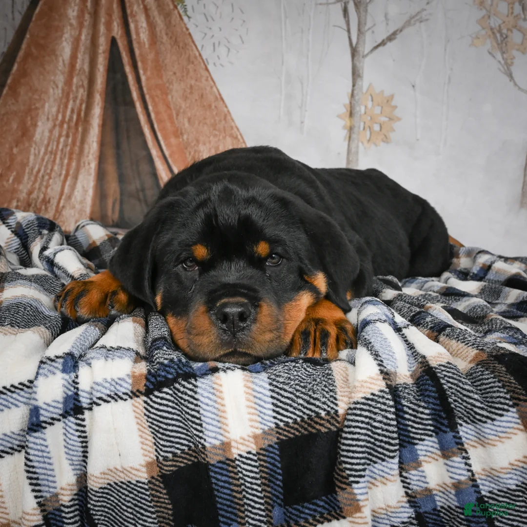 Rottweiler dogs for sale: Tara/ Mocha – Santos Ad-Dirah - Ad 10